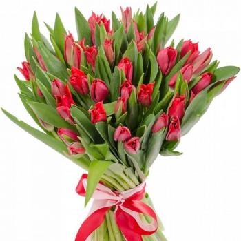 Красные тюльпаны 25 шт код товара  27840psk